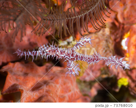 ニシキフウライウオ (メルギー諸島、ミャンマー) 73768010