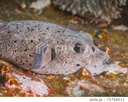 岩に寝そべるコクテンフグ  (メルギー諸島、ミャンマー) 73768011