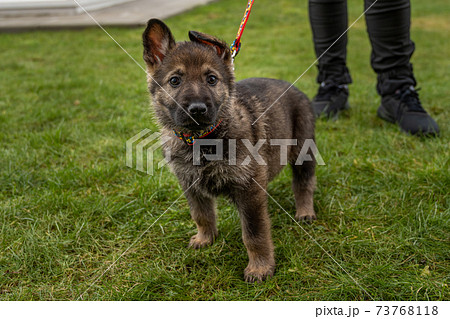 An eight weeks old German Shepherd puppy looking straight into the camera. Green grass background 73768118