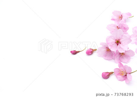 Cherry blossom isolated on white background. sign of spring Cherry blossom isolated on white background. sign of spring 73768293