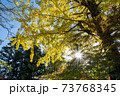 仰いで見る紅葉 73768345