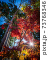 燃える様な紅葉 73768346