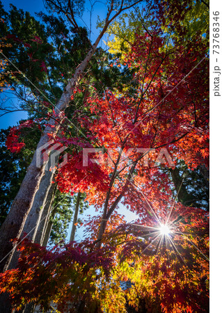 燃える様な紅葉 73768346