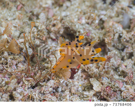 激流の中でコケムシにしがみつくミズタマウミウシ属の仲間 (メルギー諸島、ミャンマー) 73768406