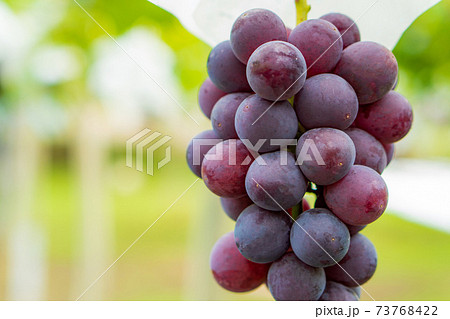 果樹園でブドウ狩り 73768422