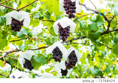 果樹園でブドウ狩り 73768424