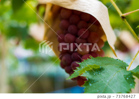 果樹園でブドウ狩り 73768427