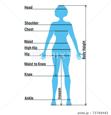 Female size chart anatomy human character, - Stock Illustration  [73768483] - PIXTA