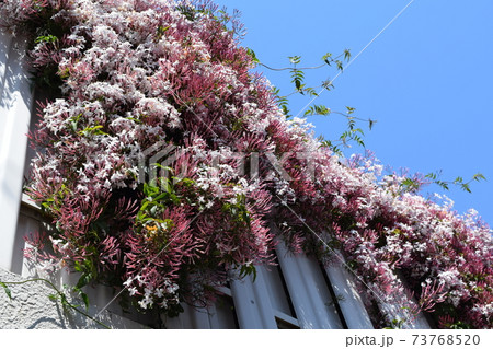 ハゴロモジャスミン 73768520