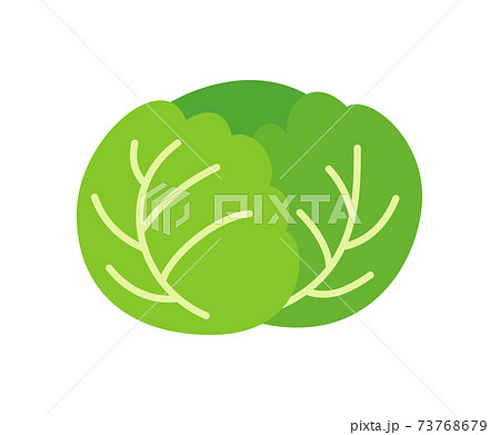 キャベツのイラストイメージ キャベツのイラストイメージ 73768679