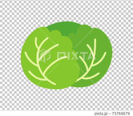 捲心菜的插圖圖像 捲心菜的插圖圖像 73768679