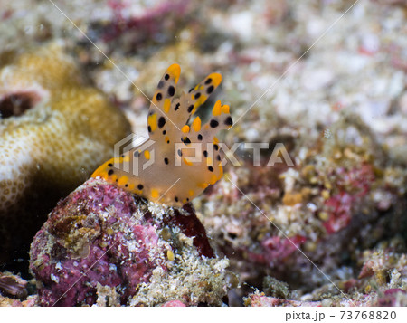 ミズタマウミウシ属の仲間 (メルギー諸島、ミャンマー) ミズタマウミウシ属の仲間 (メルギー諸島、ミャンマー) 73768820
