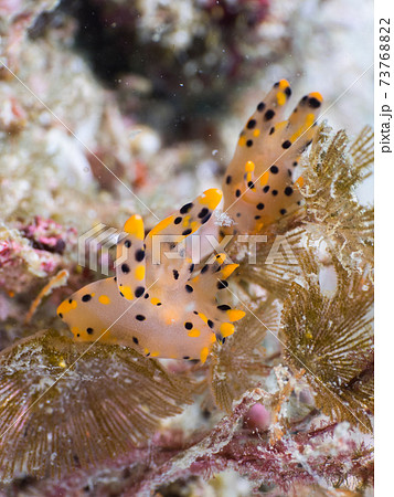コケムシを食べるミズタマウミウシ属の仲間 (メルギー諸島、ミャンマー) 73768822