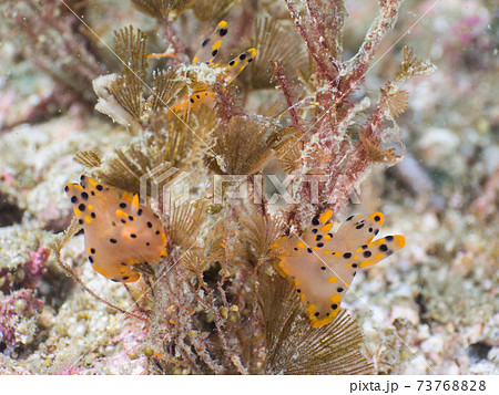 コケムシを食べるミズタマウミウシ属の仲間 (メルギー諸島、ミャンマー) 73768828