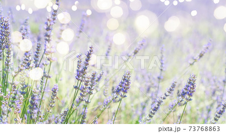 Lavender field at summer 73768863