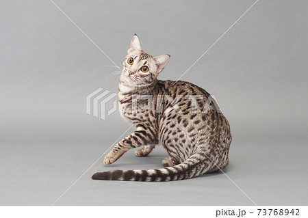 振り向いたオシキャット 振り向いたオシキャット 73768942