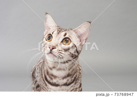 オシキャットのバストアップ 73768947