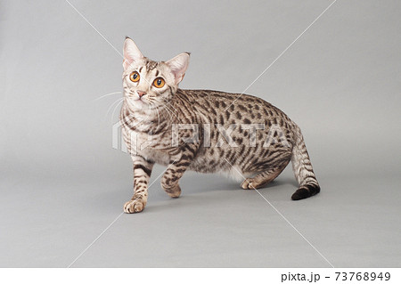 振り向いたオシキャット 73768949