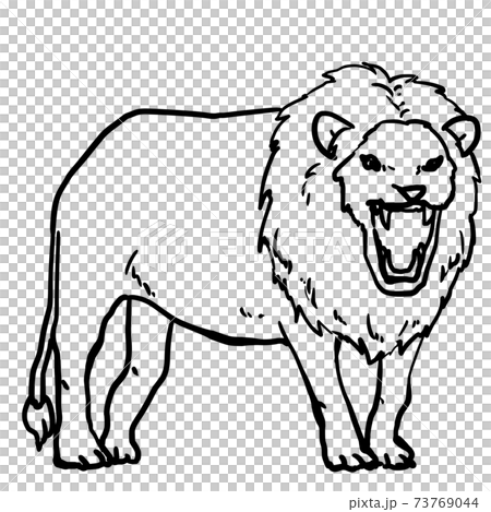 ライオンの線画のイラスト素材