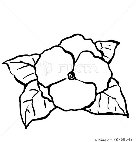 パンジーの線画のイラスト素材