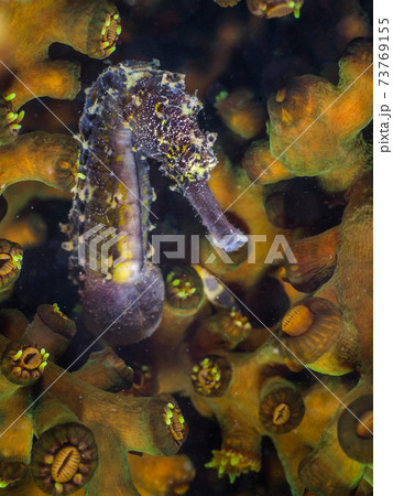 ナンヨウキサンゴに棲む黒いタイガーテールシーホース (メルギー諸島、ミャンマー) 73769155