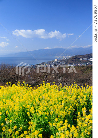 神奈川_吾妻山公園の菜の花畑 73769807