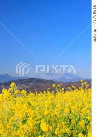 神奈川 吾妻山公園の菜の花畑の写真素材