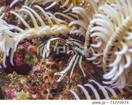 白いウミシダに擬態するコマチコシオリエビ (メルギー諸島、ミャンマー) 73770074