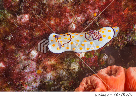 珊瑚を這うウミウシ (Goniobranchus annulatus) (メルギー諸島、ミャンマー) 珊瑚を這うウミウシ (Goniobranchus annulatus) (メルギー諸島、ミャンマー) 73770076