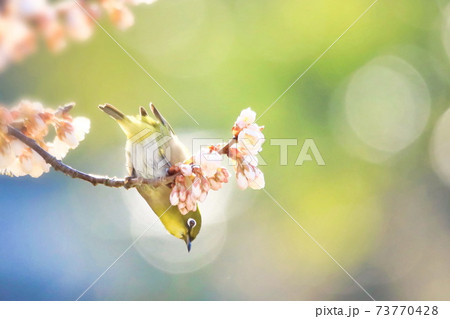 桜とメジロ 73770428