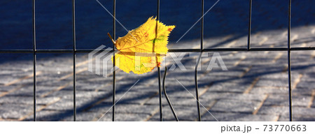 Autumn yellow leaf Autumn yellow leaf 73770663
