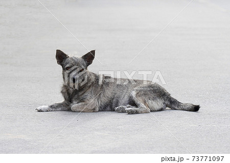 The gray dog is sit down and rest on cement road in countryside 73771097