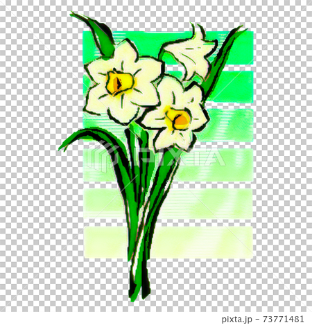 手繪簡單的水仙花圖 手繪簡單的水仙花圖 73771481