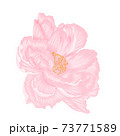 Single beautiful light pink peony isoleted hand draw procreate 73771589