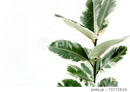 Home plant green leaf ficus benjamina, elastica on a white background  73772619