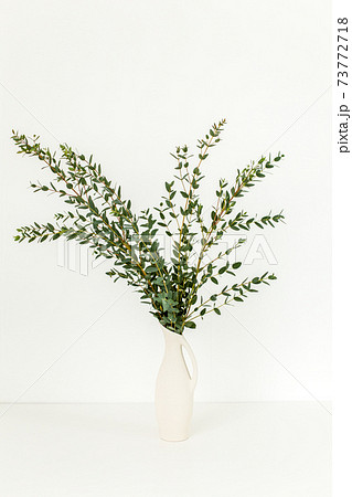Branches of eucalyptus in vase on table on light background. Home decor. Blog, website or social media concept Branches of eucalyptus in vase on table on light background. Home decor. Blog, website or social media concept 73772718