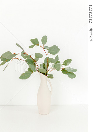 Branches of eucalyptus populus in vase on table on light background. Home decor. Blog, website or social media concept Branches of eucalyptus populus in vase on table on light background. Home decor. Blog, website or social media concept 73772771