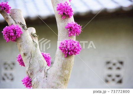 ハナズオウ 73772800