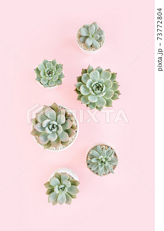 Green house plants potted, succulent plants isolated on pink background. Flat lay, top view. 73772804