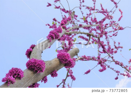 ハナズオウ 73772805