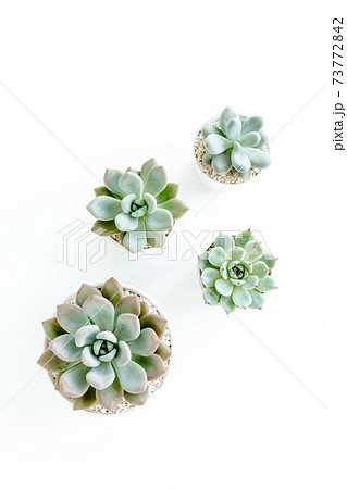 Green house plants potted, succulent plants isolated on white background. Flat lay, top view. Green house plants potted, succulent plants isolated on white background. Flat lay, top view. 73772842