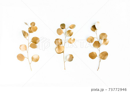 Golden leaves eucalyptus on white background. Minimal concept. flat lay, top view Golden leaves eucalyptus on white background. Minimal concept. flat lay, top view 73772946