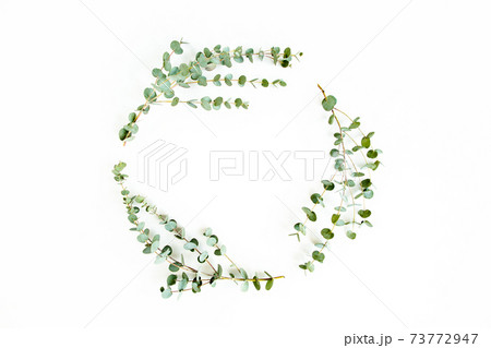 Wreath frame made of branches eucalyptus isolated on white background. lay flat, top view Wreath frame made of branches eucalyptus isolated on white background. lay flat, top view 73772947