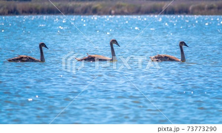Three young brown coloured white swans swimming in a lake with blue water on a sunny day. Three young brown coloured white swans swimming in a lake with blue water on a sunny day. 73773290