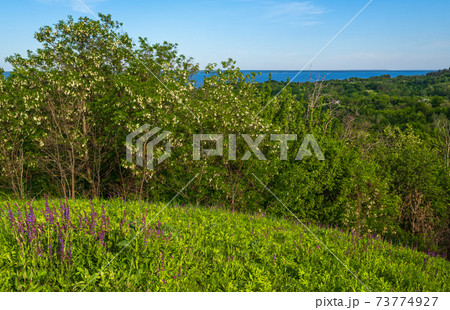 Dnipro river blossoming shores summer landscape, Trakhtemyriv historical hilly peninsula on Kaniv water Reservoir Cherkasy Region, Ukraine. 73774927