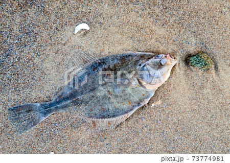 dead flounder in the sand of the sea shore dead flounder in the sand of the sea shore 73774981