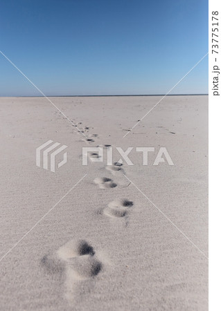 アメリカ東海岸のビーチ 73775178