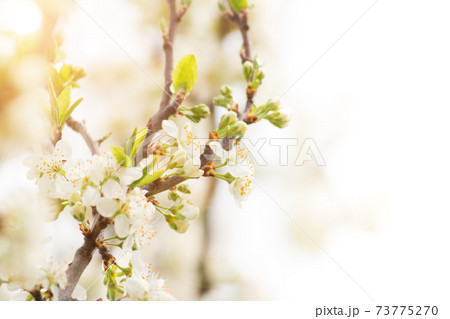 Close-up of Spring blossoms 73775270