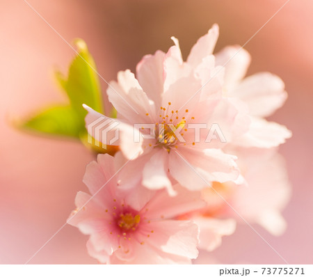 Close-up of Spring blossoms 73775271