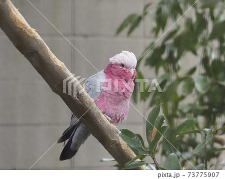 オーストラリアの鳥達 モモイロインコ の写真素材